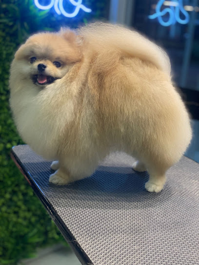 Canil Gran Beckville - Lulu da Pomerania em Rio de Janeiro - RJ