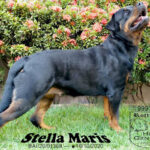 Imagem ilustrativa da empresa Canil High Genetics Rottweiler em Salvador - BA