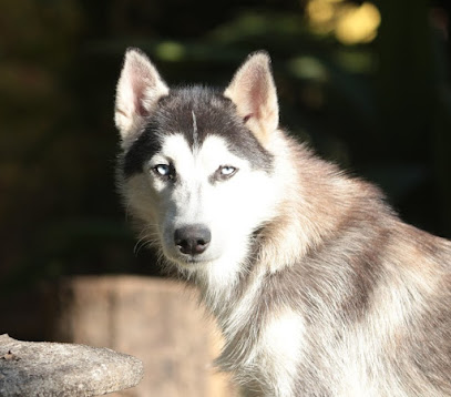 Canil husky siberiano em São Paulo - SP