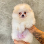 Imagem ilustrativa da empresa Canil Imperio dos Spitz - Spitz alemão / lulu da Pomerânia em Vila Velha - ES