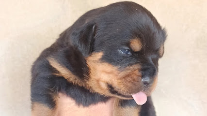 Imagem ilustrativa da empresa Canil Império Negro Rottweiler em Patos de Minas - MG