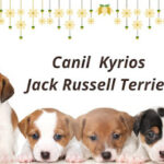 Imagem ilustrativa da empresa Canil Kyrios - Filhotes deJack Russell Terrier para todo o Brasil em Guarulhos - SP