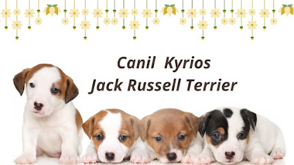 Imagem ilustrativa da empresa Canil Kyrios - Filhotes deJack Russell Terrier para todo o Brasil em Guarulhos - SP