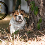 Imagem ilustrativa da empresa Canil Laffranchi - BULLDOG INGLÊS em Ribeirão Preto - SP