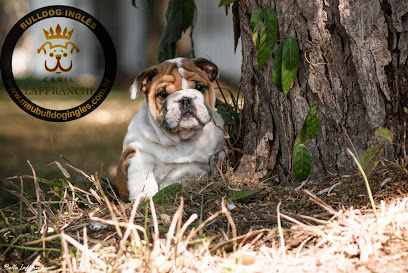 Imagem ilustrativa da empresa Canil Laffranchi - BULLDOG INGLÊS em Ribeirão Preto - SP