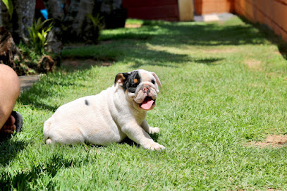 Imagem ilustrativa da empresa Canil - Levy Bull Kennel em Ibiúna - SP