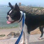 Imagem ilustrativa da empresa Canil Macedo Boston terrier em Nova Iguaçu - RJ