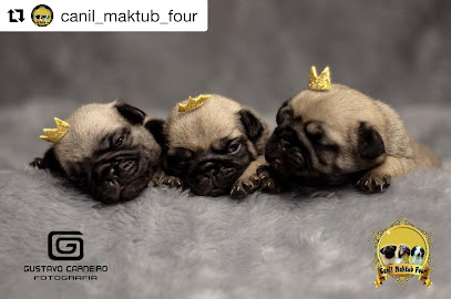 Imagem ilustrativa da empresa Canil Maktub Four em João Pessoa - PB