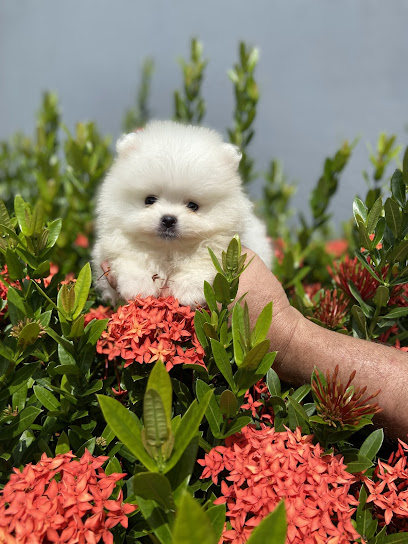 Imagem ilustrativa da empresa Canil Nobre Real - Especializado Lulu da Pomerânia - Spitz Alemão em Fortaleza - CE