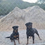 Imagem ilustrativa da empresa CANIL PATAS DE OURO Montes Claros em Montes Claros - MG