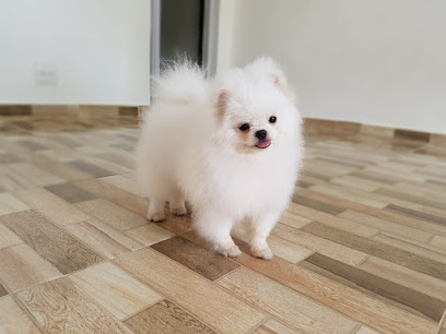 Canil PetCool Kennel em São Paulo - SP