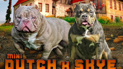 Imagem ilustrativa da empresa Canil PITBULLY - Pitbull e American Bully em Praia Grande - SP