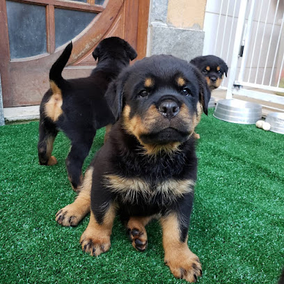 Canil Rott Von Star em Rio de Janeiro - RJ