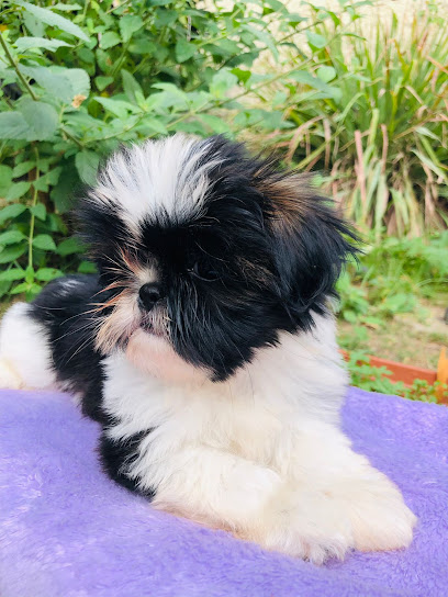 Imagem ilustrativa da empresa Canil Shih tzu Marinho em São Gonçalo - RJ