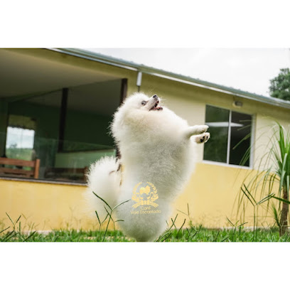 Imagem ilustrativa da empresa Canil Vale Encantado Spitz/lulu da Pomerânia em Luziânia - GO