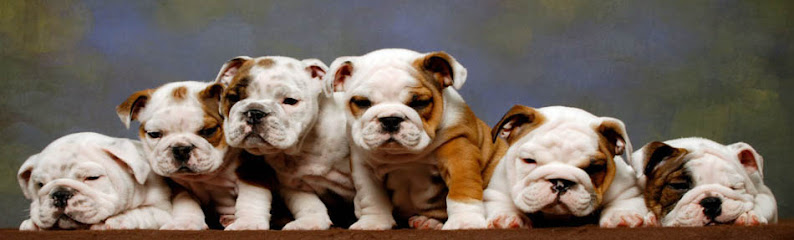 Canil Vianelly bulldog ingles em São Paulo - SP