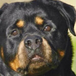 Imagem ilustrativa da empresa Canil Von Semble - Rottweiler em São Bernardo do Campo - SP