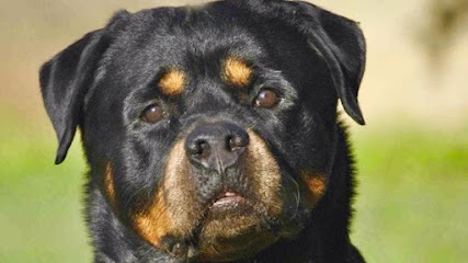 Imagem ilustrativa da empresa Canil Von Semble - Rottweiler em São Bernardo do Campo - SP