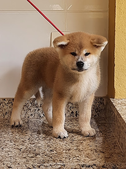 Imagem ilustrativa da empresa Canil yasashii /Akita Inu em Contagem - MG