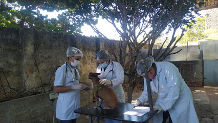 Imagem ilustrativa da empresa Cannys & Fellys Veterinária e Cursos em Goiânia - GO