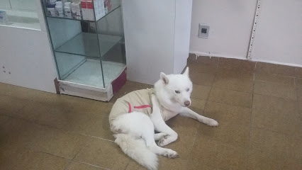 Imagem ilustrativa da empresa Cão e Gato Clínica Veterinária em Maceió - AL
