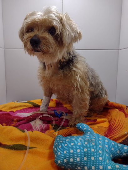 Clínica Veterinária Andrioni - CVA em Rio de Janeiro - RJ