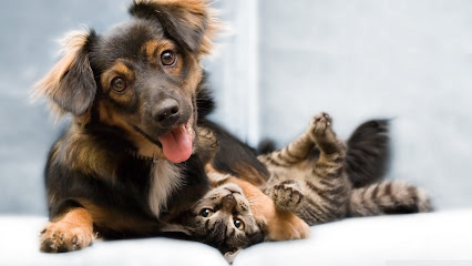 Imagem ilustrativa da empresa CLÍNICA VETERINÁRIA BICHOS & CAPRICHOS em Campinas - SP