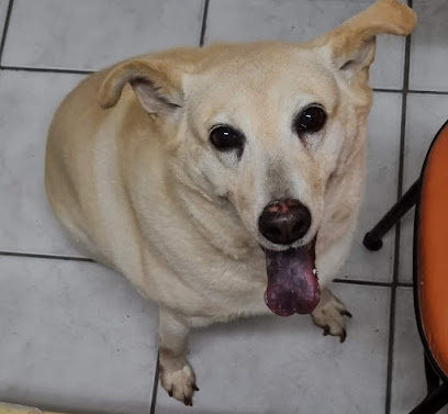 Clínica Veterinária Bichos do Mundo em Porto Alegre - RS