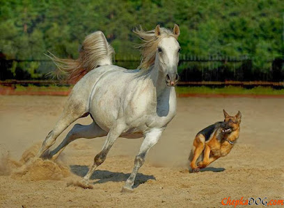 Imagem ilustrativa da empresa Clínica Veterinária Bueno em Sorocaba - SP