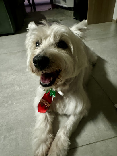 Clínica Veterinária CãoMarada em São Paulo - SP
