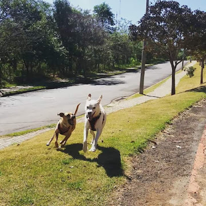 Imagem ilustrativa da empresa Clínica Veterinária Cãopinas em Campinas - SP