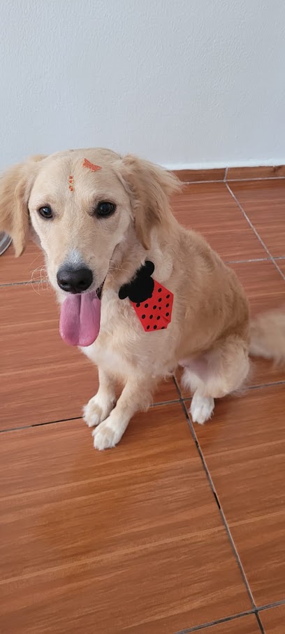 Clínica veterinária Caramelo's em São Bernardo do Campo - SP