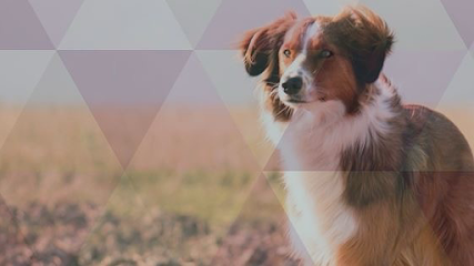 Clínica Veterinária do Forte em Porto Alegre - RS