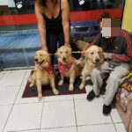 Imagem ilustrativa da empresa Clínica Veterinária e Pet Shop Ponto Animal em Osasco - SP