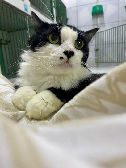 Clínica Veterinária Império Animal em Manaus - AM
