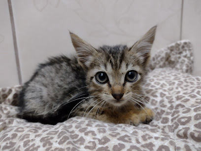 Clínica Veterinária PoppiVet | Veterinária Campinas em Campinas - SP