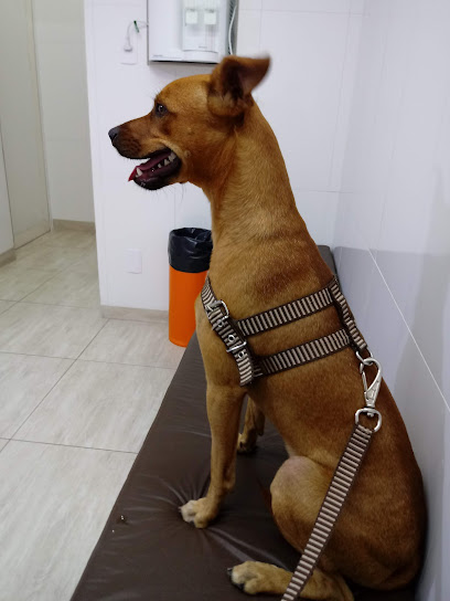 Imagem ilustrativa da empresa Clínica Veterinária Protecão em Santo André - SP