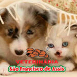Imagem ilustrativa da empresa Clínica Veterinária São Francisco de Assis em São Gonçalo - RJ