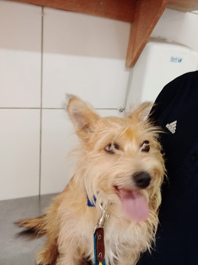 Clínica Veterinária Vida e Saúde Animal em Porto Alegre - RS