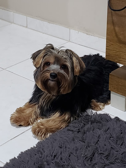 CONSULTÓRIO Meu Xodó - Veterinário em Nova Iguaçu - RJ