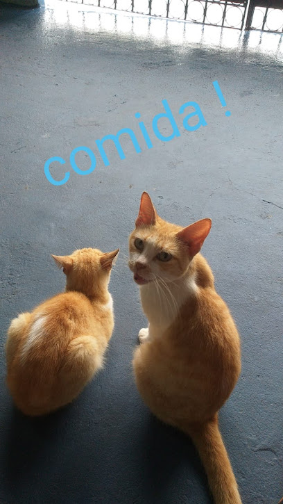 Imagem ilustrativa da empresa Consultorio veterinário dra Ada Marinho em Belém - PA