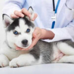 Imagem ilustrativa da empresa Dermatologia e Ultrassonografia Veterinária 24h em João Pessoa - PB