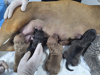 Dream Pet - Clínica Veterinária em Natal - RN