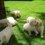 Imagem ilustrativa da empresa Golden Society Kennel em Belo Horizonte - MG