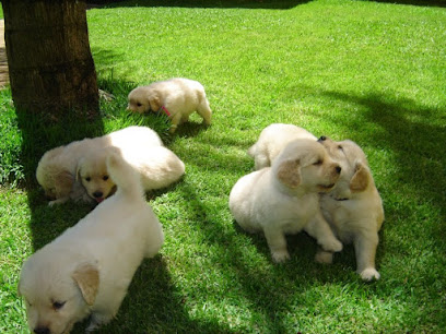 Golden Society Kennel em Belo Horizonte - MG