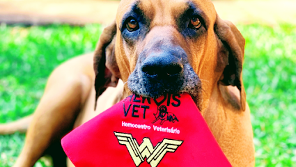 Imagem ilustrativa da empresa Hemocentro Heróis Vet - Veterinário em Ribeirão Preto - SP