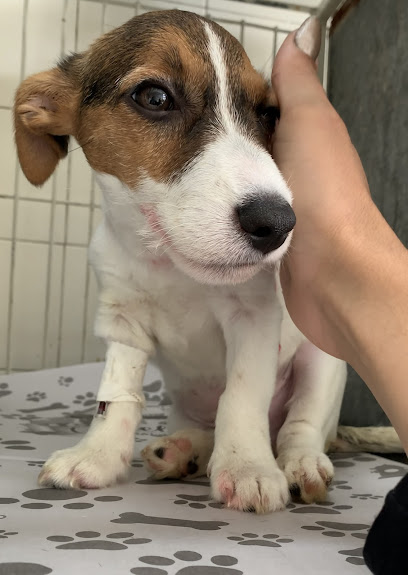 Imagem ilustrativa da empresa HOME CÃO - Veterinário em São Bernardo do Campo - SP
