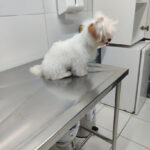 Imagem ilustrativa da empresa Hospital Veterinário PetSanus 24h em Fortaleza - CE