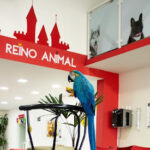 Imagem ilustrativa da empresa Hospital Veterinário Reino Animal 24h em São Bernardo do Campo - SP