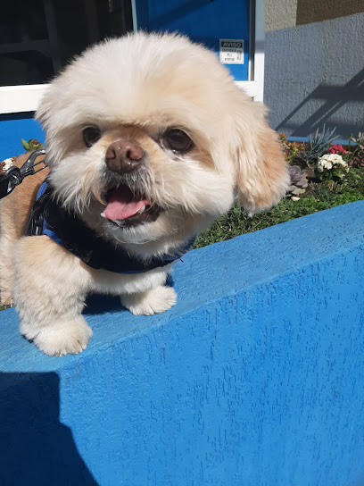 Hospital Veterinário São Bernardo - Atendimento 24h em Curitiba - PR